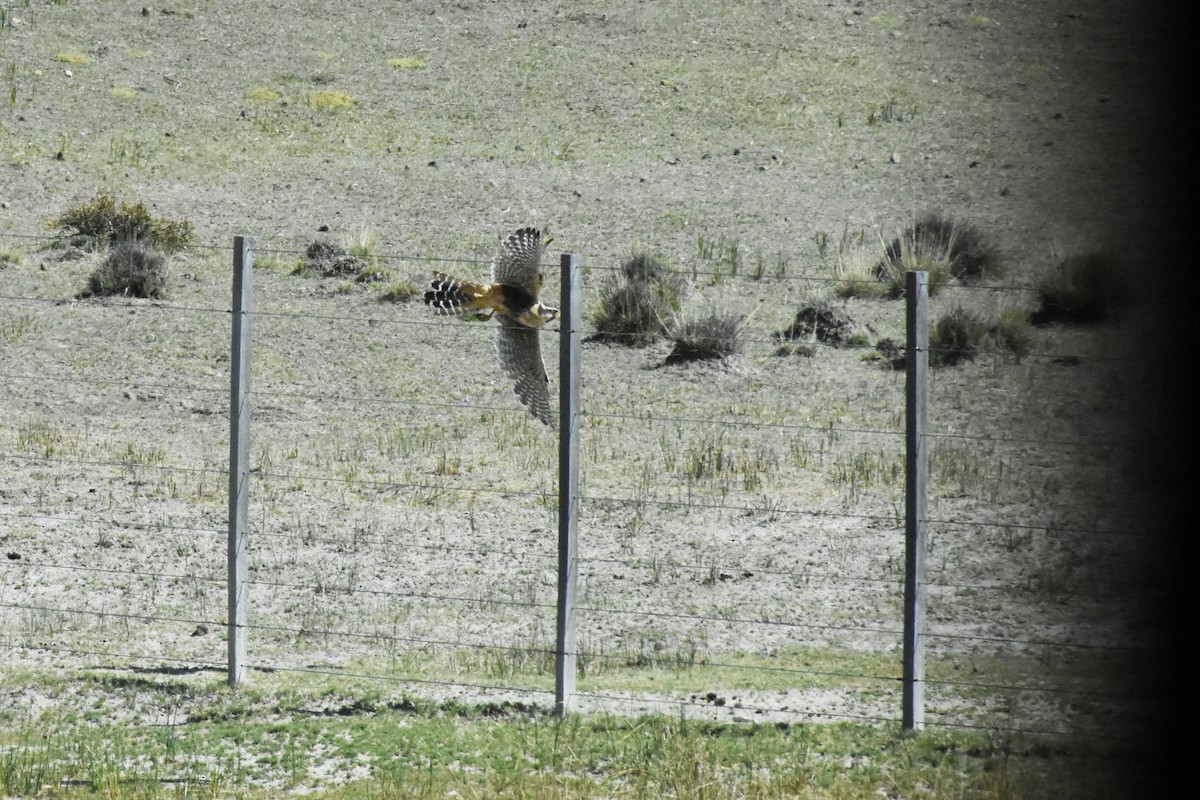 Aplomado Falcon - María Teresa González García