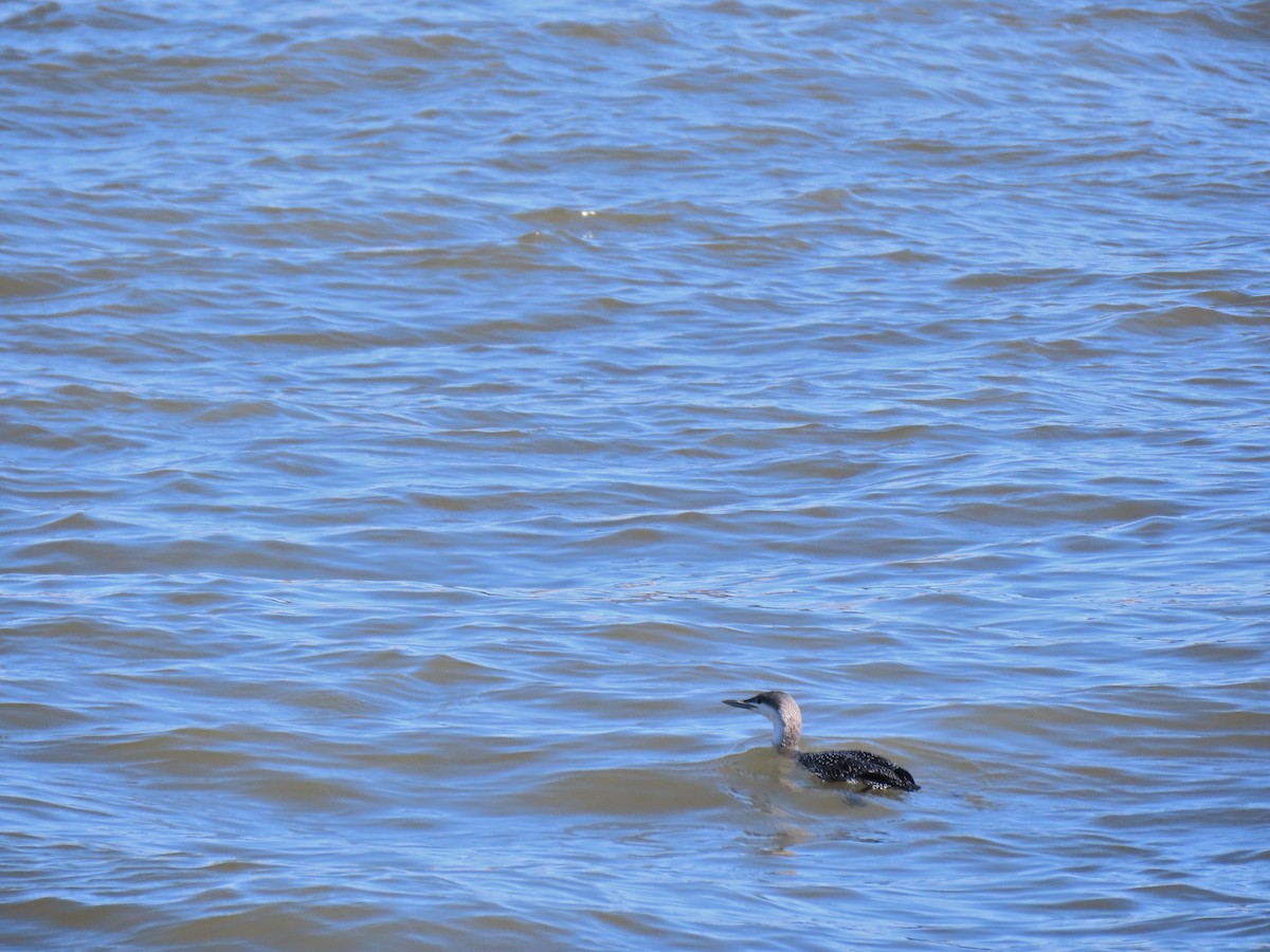 Red-throated Loon - ML209164771