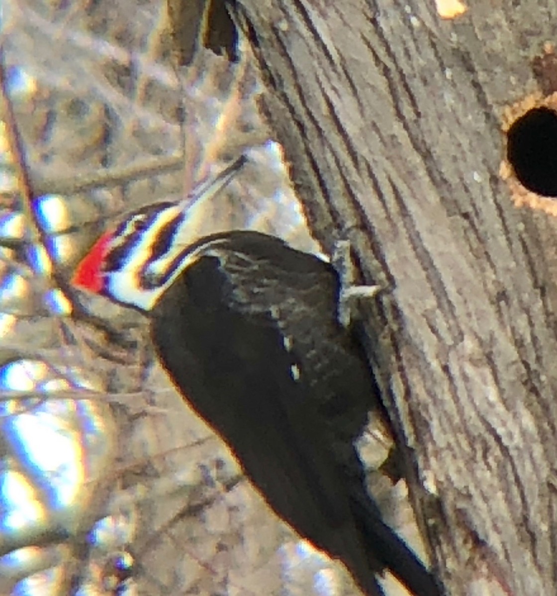 Pileated Woodpecker - ML209165161