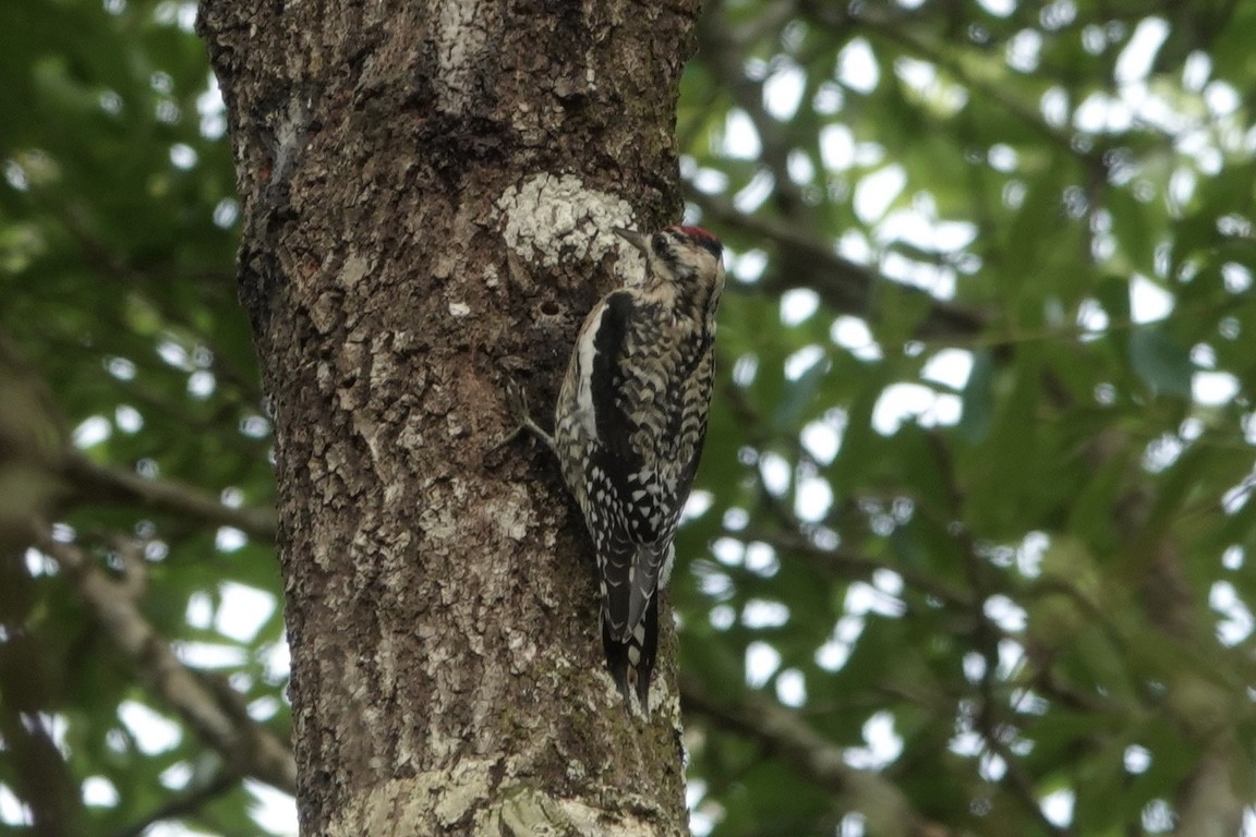 Yellow-bellied Sapsucker - Kathryn Young