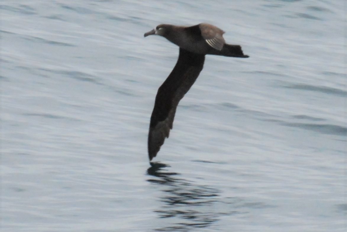 albatros černonohý - ML209167061
