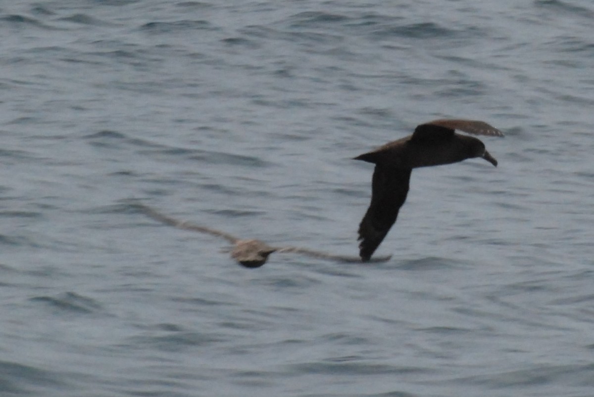 albatros černonohý - ML209167071