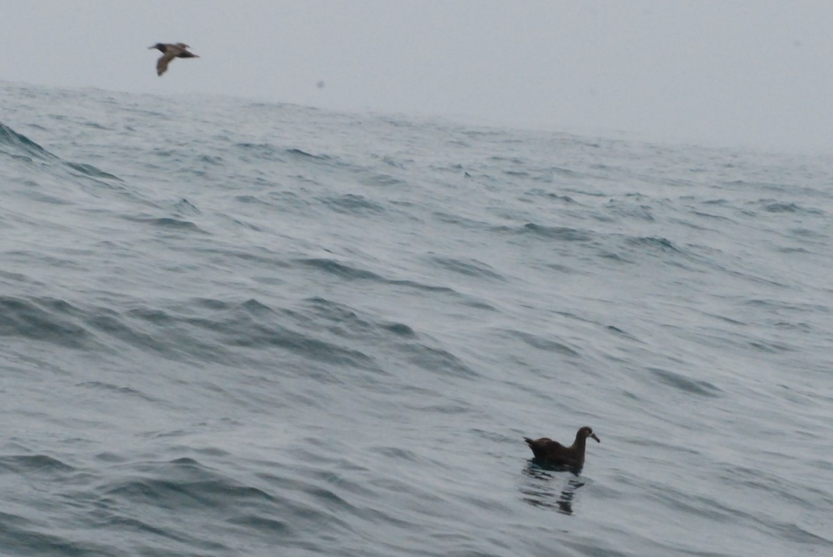 Black-footed Albatross - Liz Harper