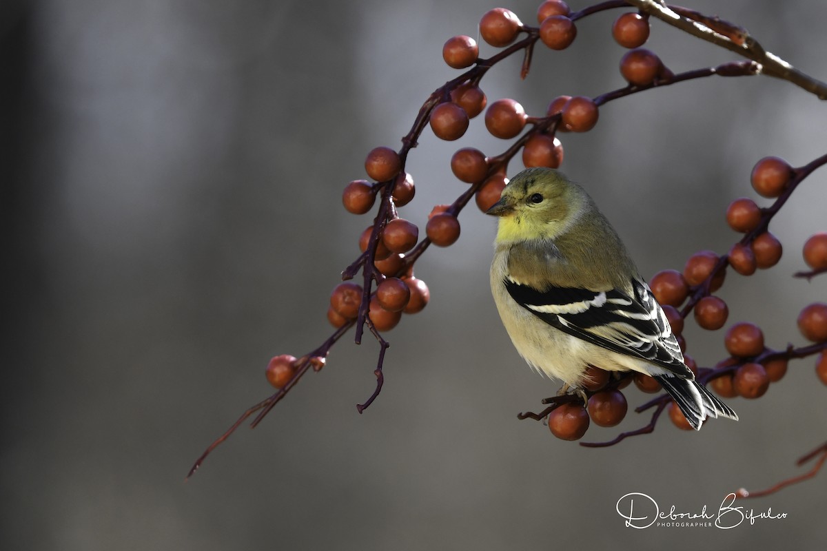 American Goldfinch - Deborah Bifulco