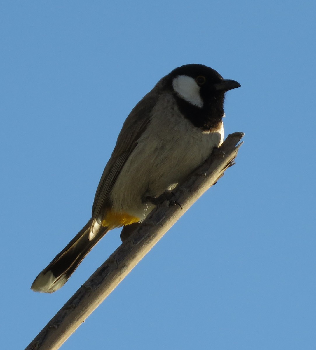 White-eared Bulbul - ML209169071