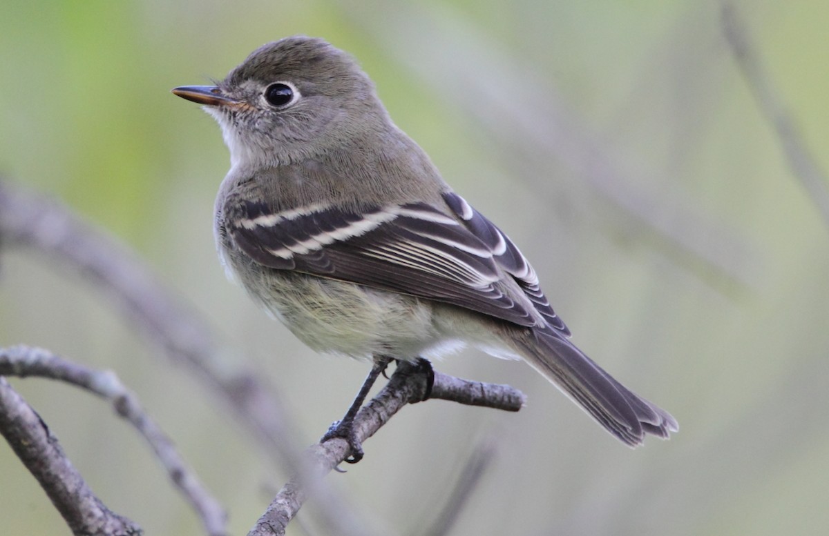 Least Flycatcher - ML20916971