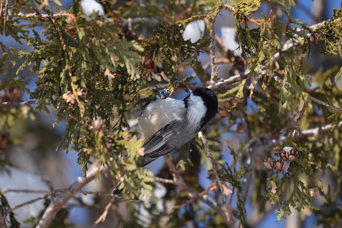 Black-capped Chickadee - ML209171561