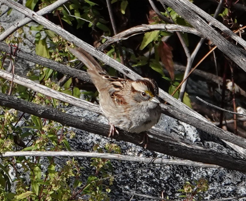 White-throated Sparrow - ML209171851