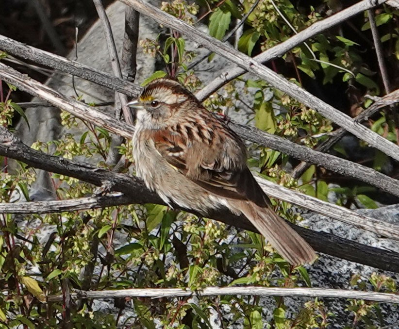 White-throated Sparrow - ML209171871