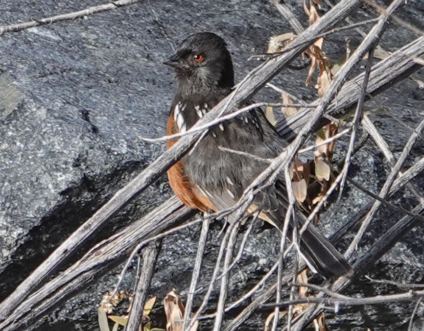 Spotted Towhee - ML209172171