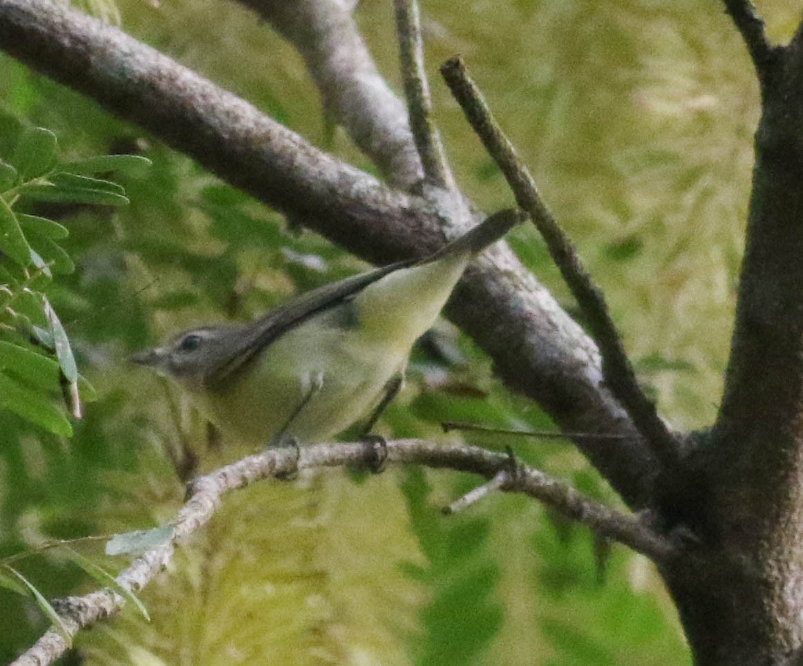 Philadelphia Vireo - ML209173011