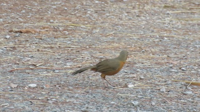 Red-eyed Scimitar-Babbler - ML209173051
