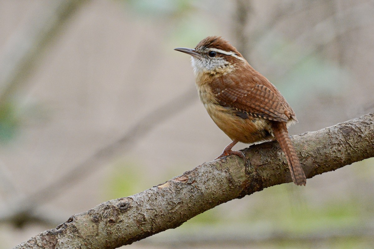 Carolina Wren - ML209174931