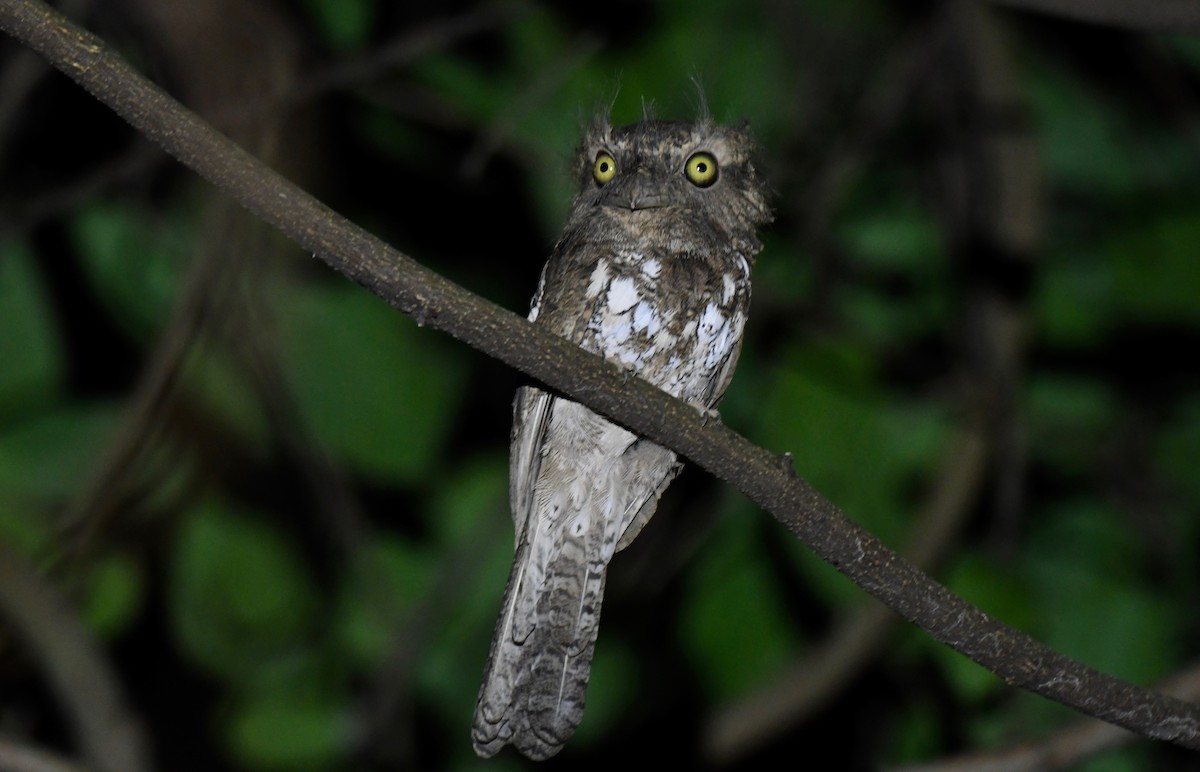 Palawan Frogmouth - ML209175461