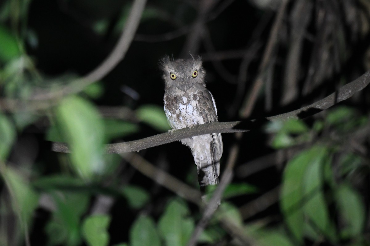 Palawan Frogmouth - Walter Oshiro