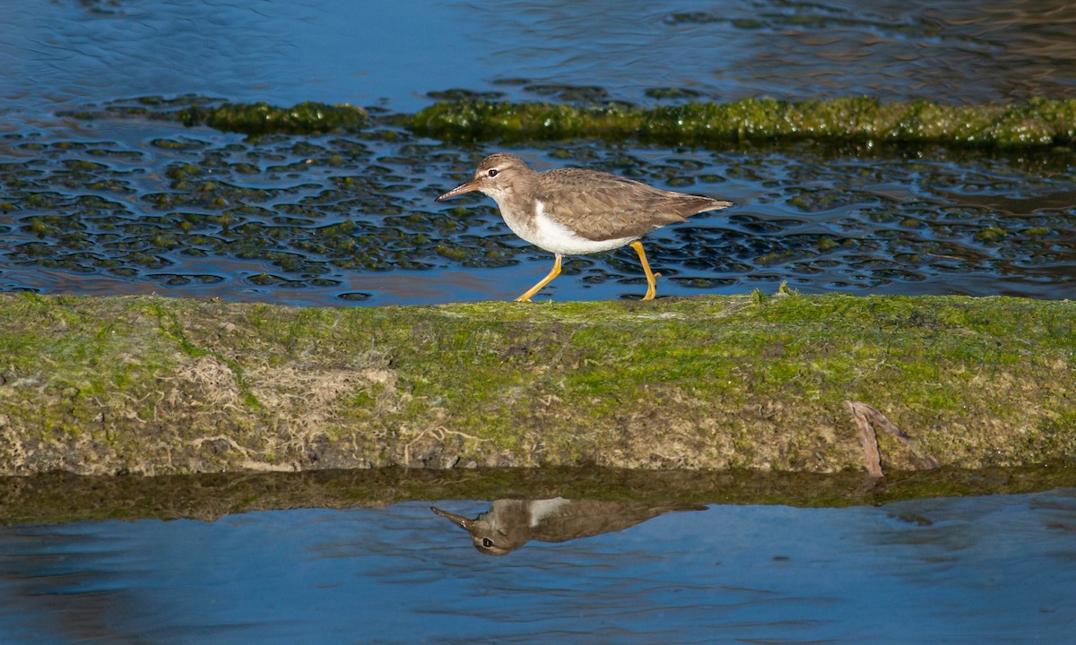 Spotted Sandpiper - ML209176541