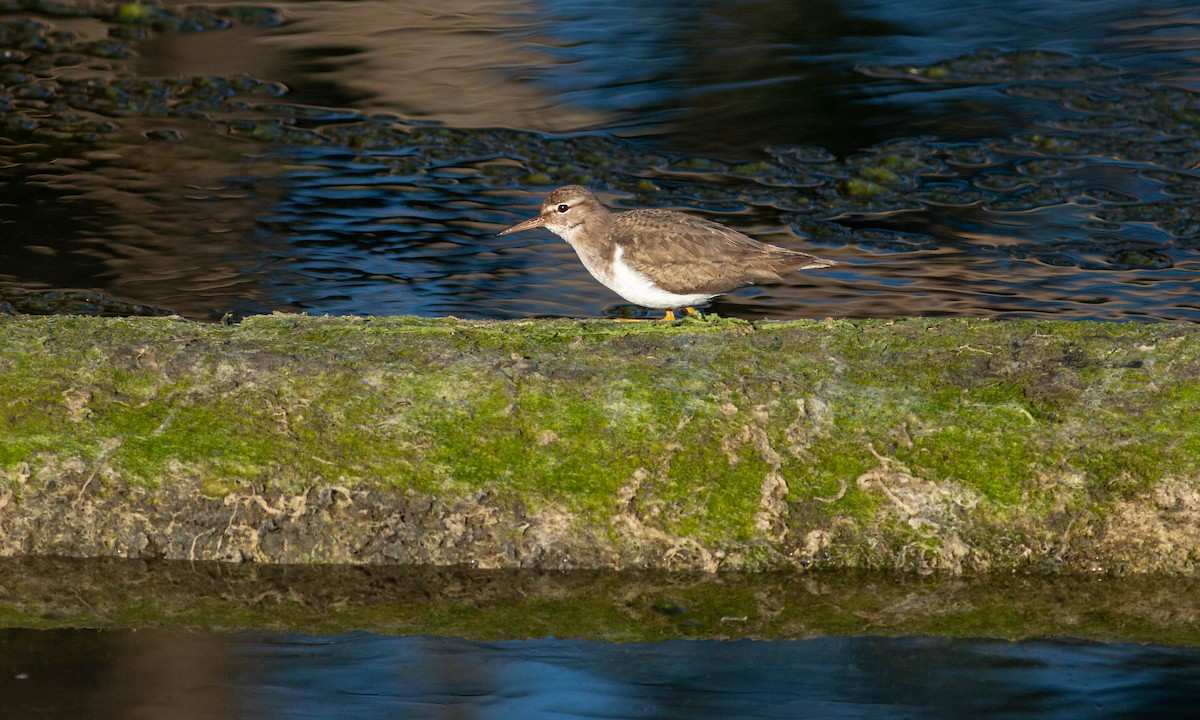 Spotted Sandpiper - ML209176551