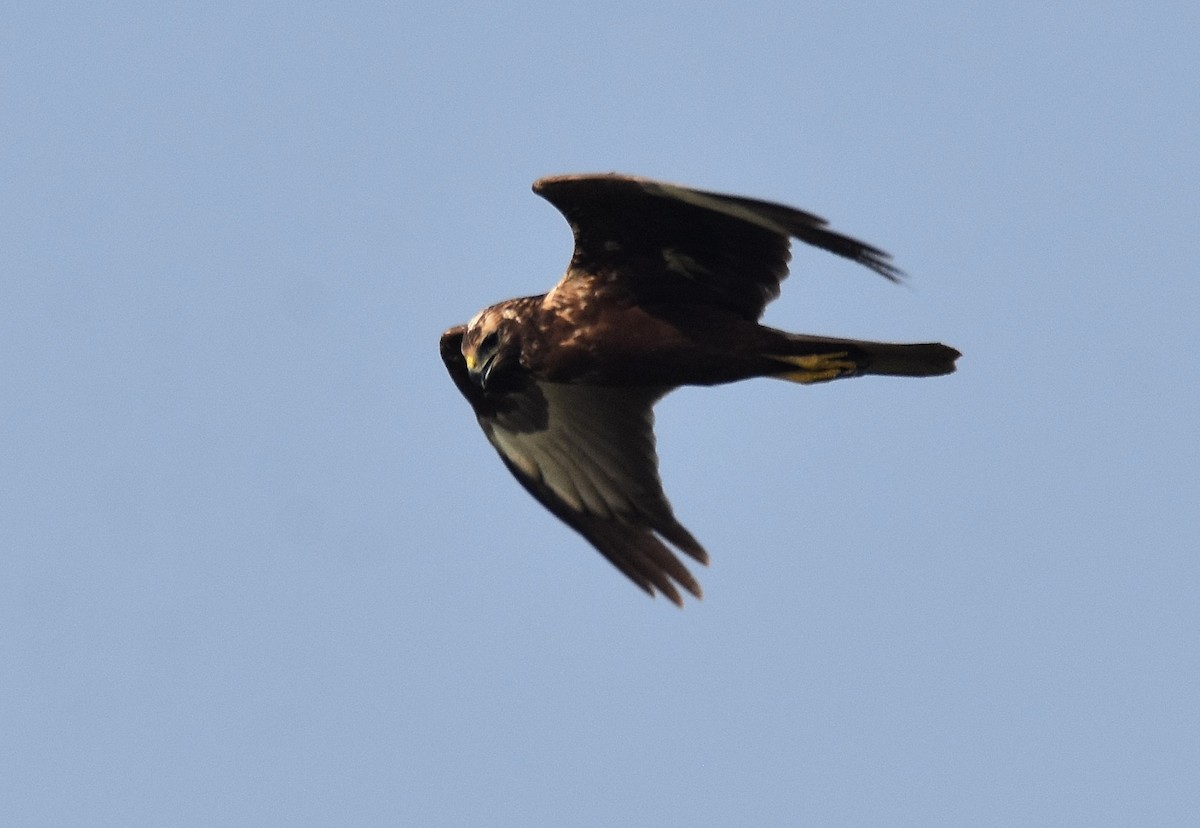 Eastern Marsh Harrier - ML209177961