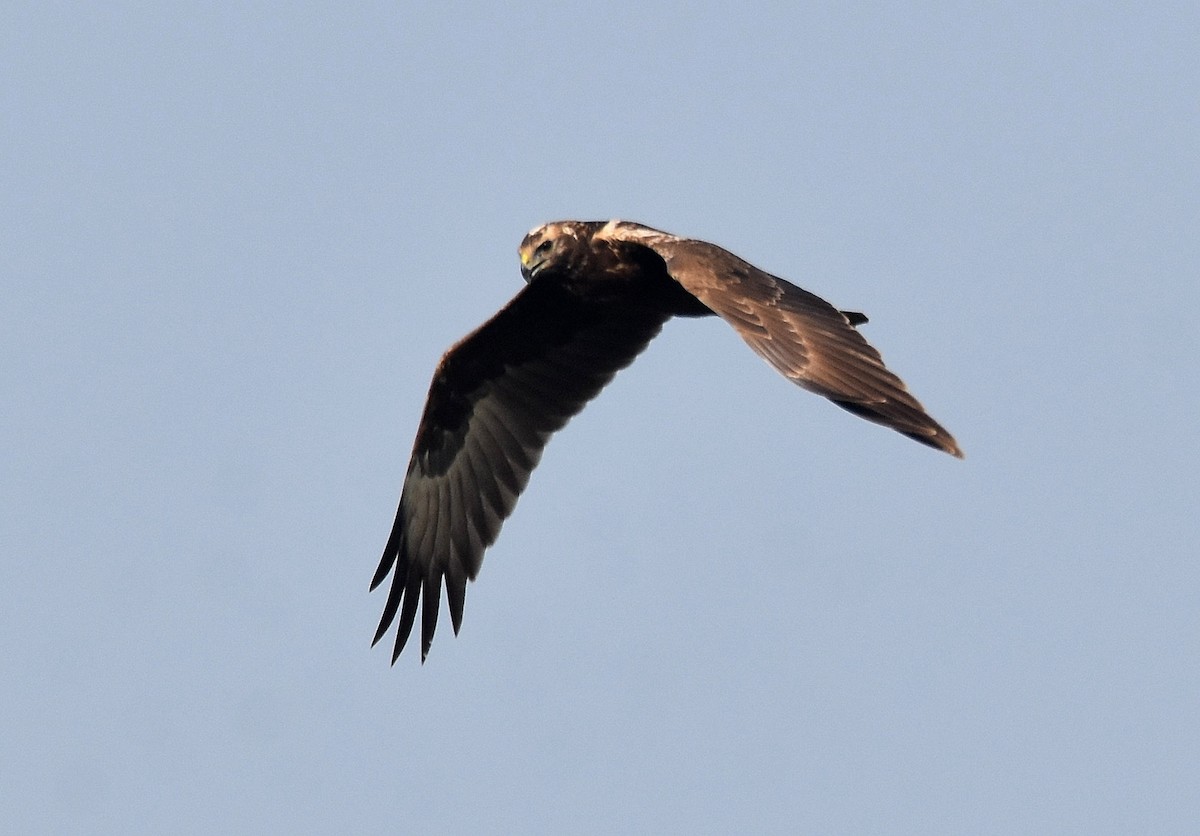 Eastern Marsh Harrier - ML209177971