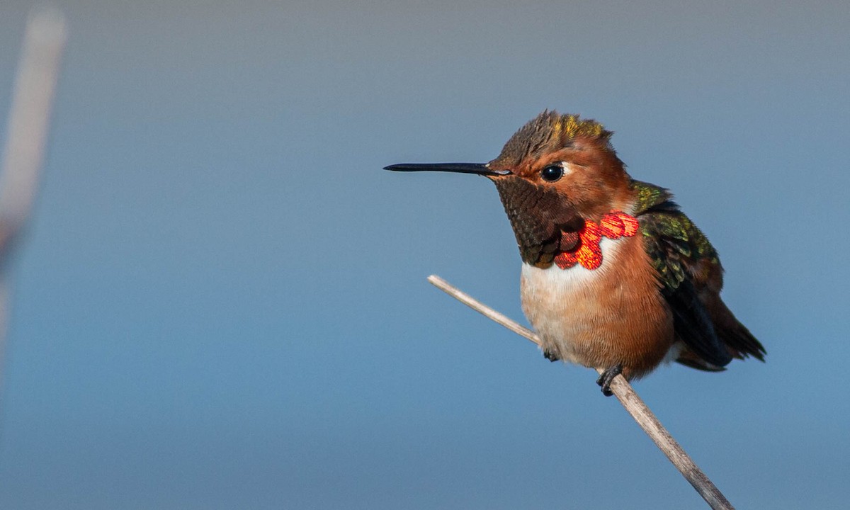 Colibrí de Allen - ML209181671