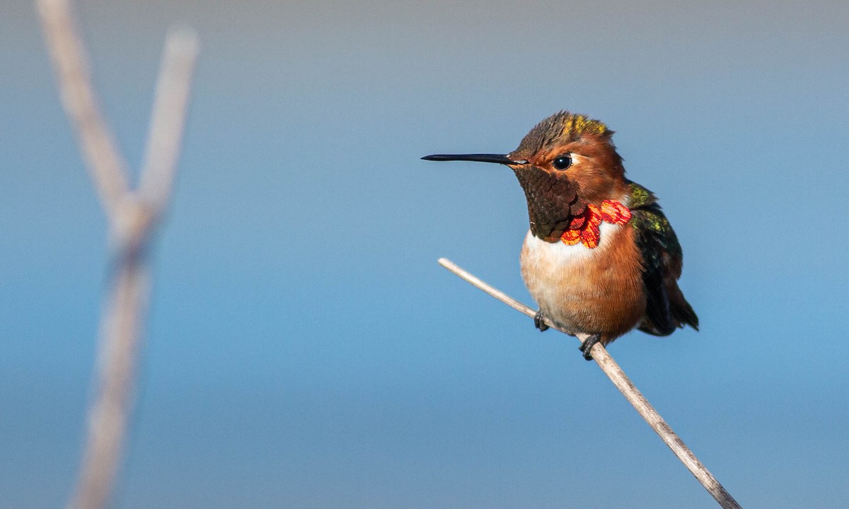 Allen's Hummingbird - ML209181691