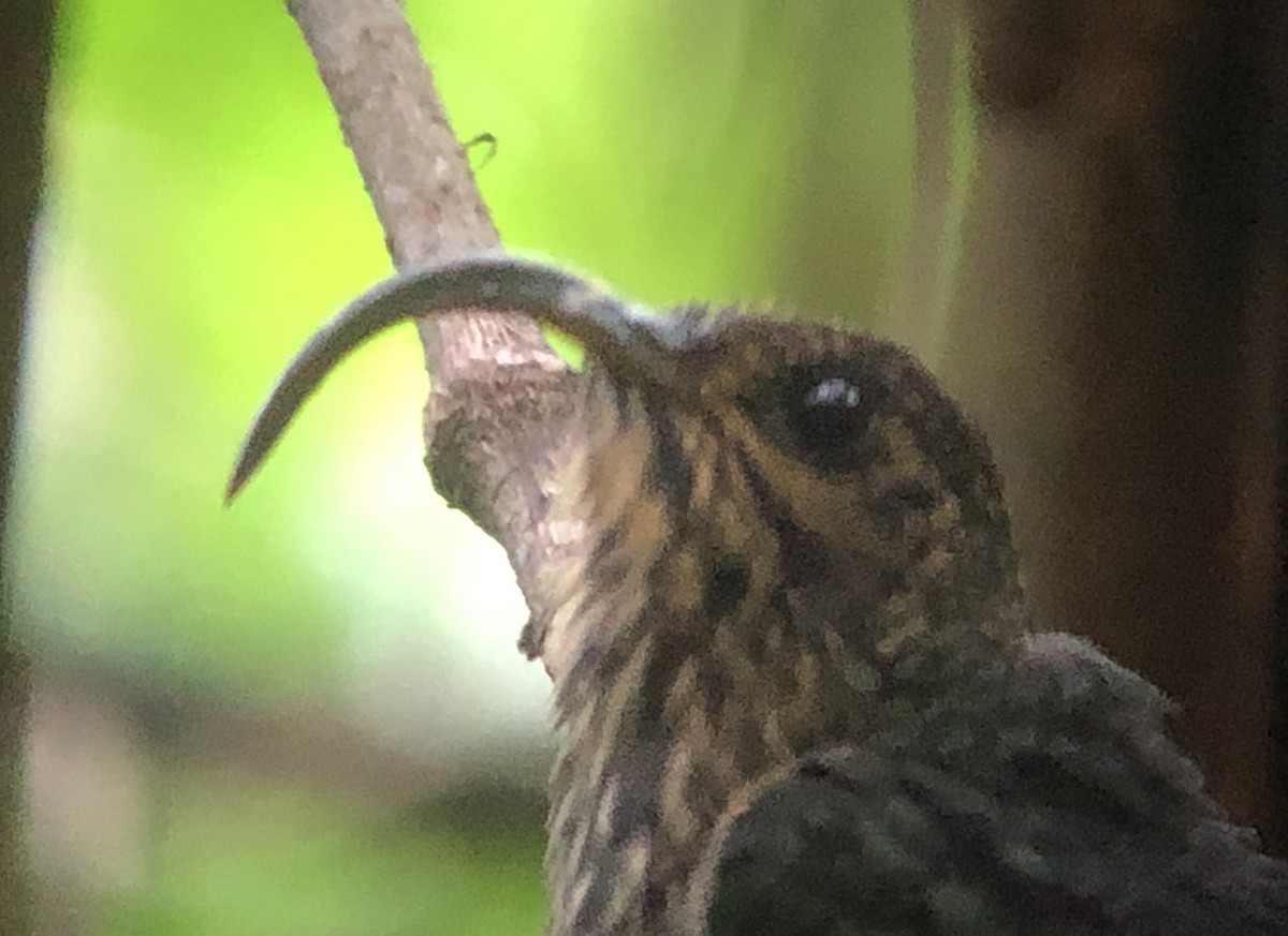 White-tipped Sicklebill - ML209182331