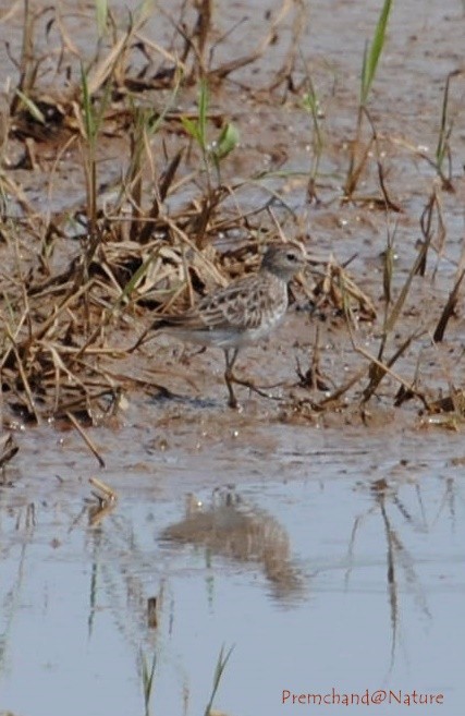 Long-toed Stint - ML20918251