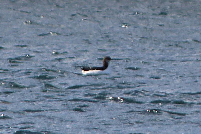 Common Murre - ML209182591