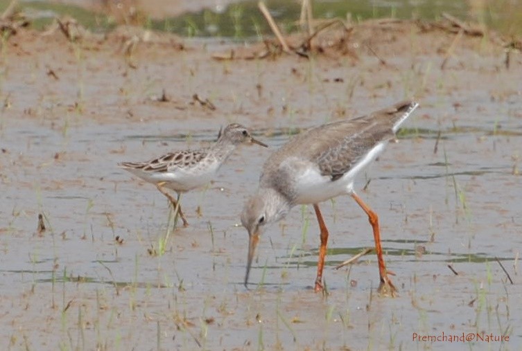 Long-toed Stint - ML20918261