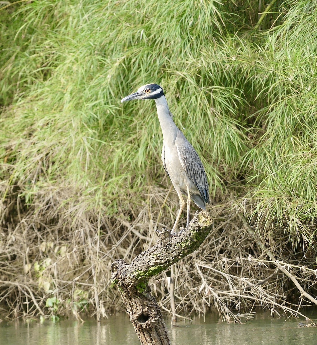 Yellow-crowned Night Heron - ML209182711