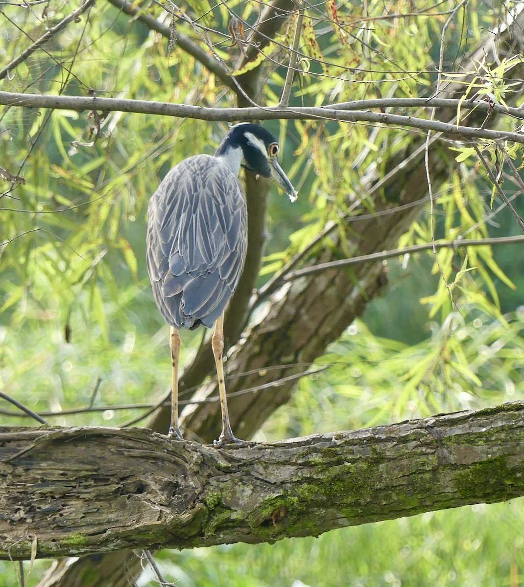 Yellow-crowned Night Heron - ML209182831