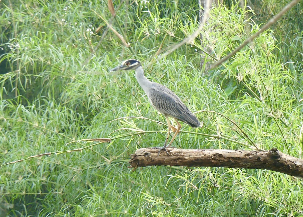 Yellow-crowned Night Heron - ML209182901