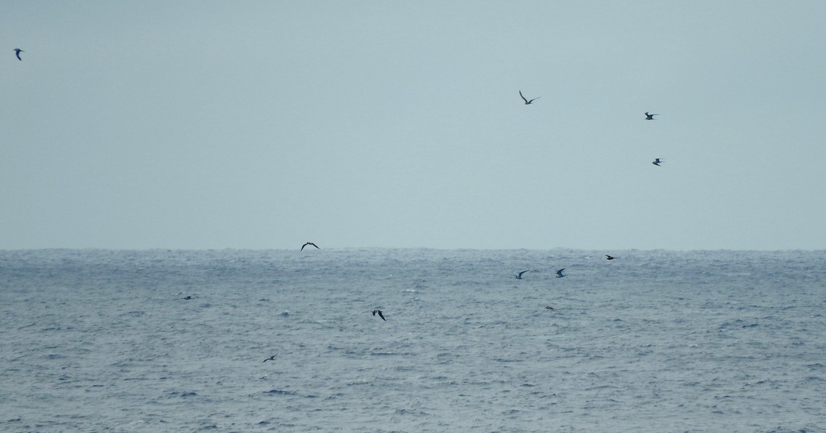 Sooty Tern - ML209182981