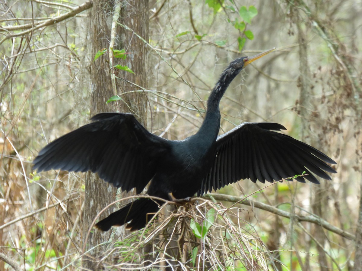 Amerika-Schlangenhalsvogel - ML209183221