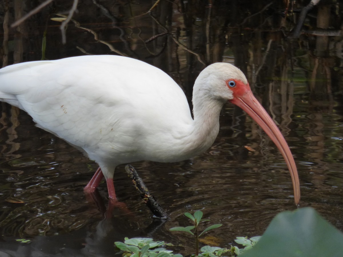 White Ibis - ML209183331