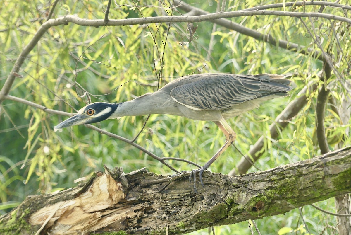 Yellow-crowned Night Heron - ML209183871