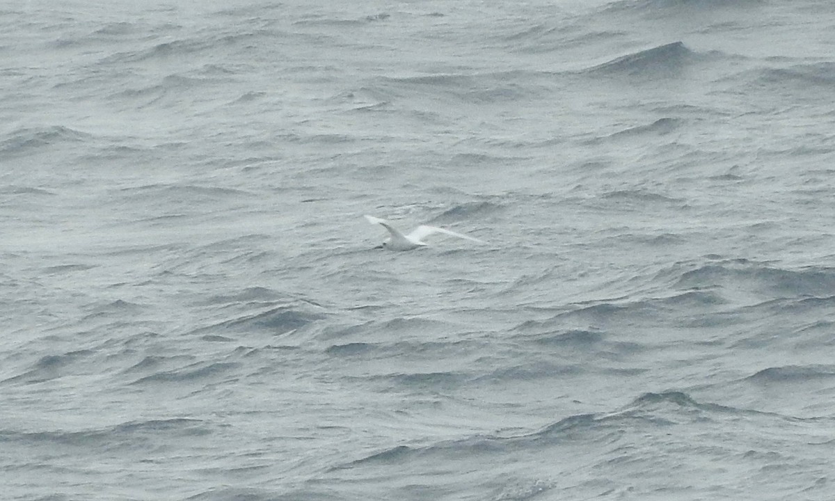 White Tern - ML209184191