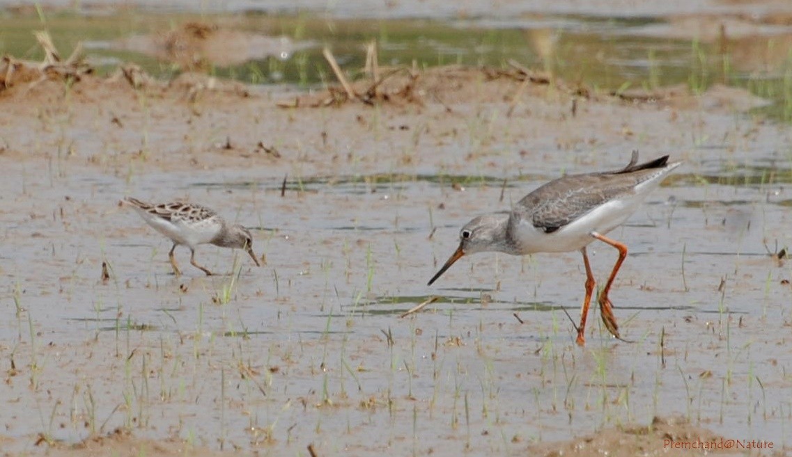 Long-toed Stint - ML20918851