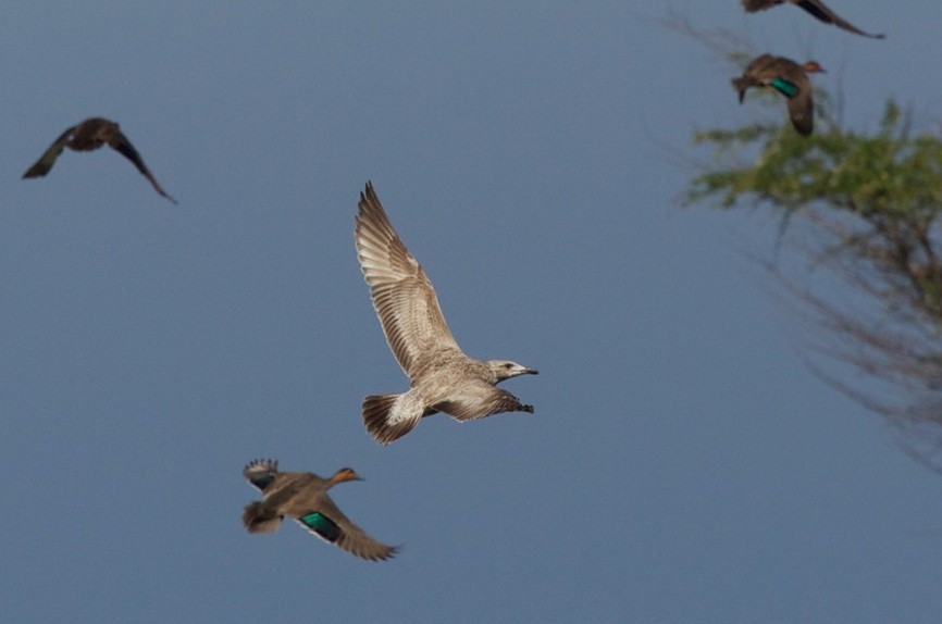 Slaty-backed Gull - ML20918871