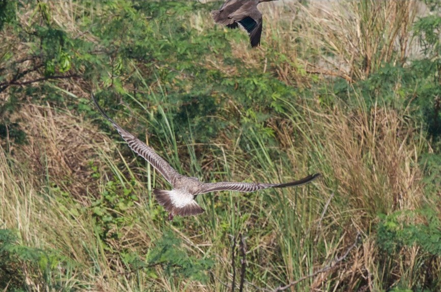 Gaviota de Kamchatka - ML20918901