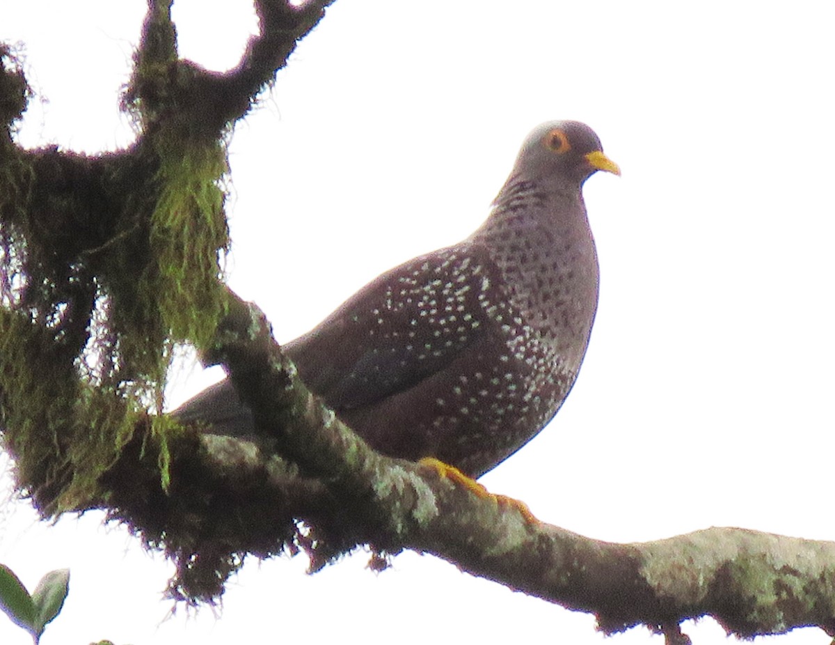 Speckled Pigeon - ML209189211