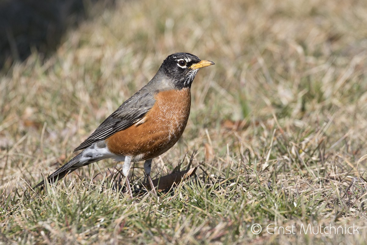 Zozo papargorria - ML209190751