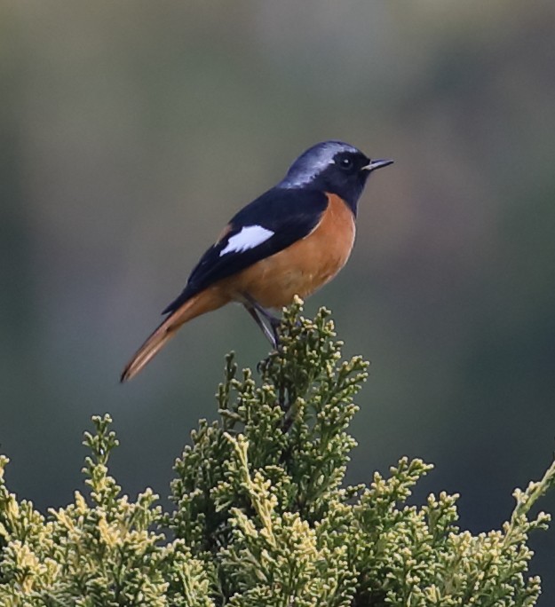 Daurian Redstart - ML209192601