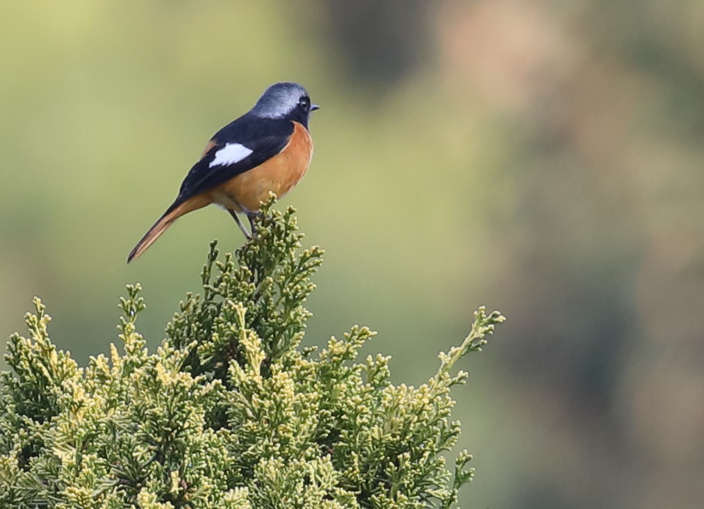 Daurian Redstart - ML209192611