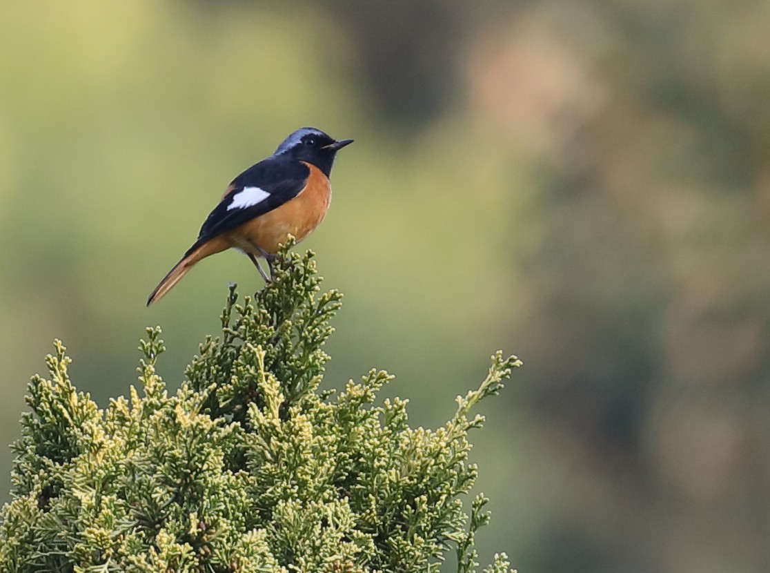 Daurian Redstart - ML209192631