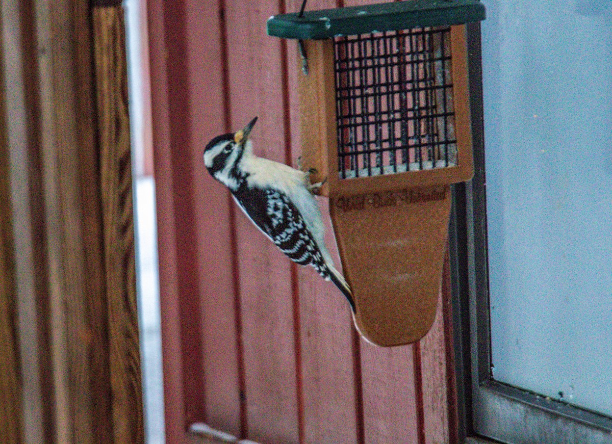 Hairy Woodpecker - Christine Andrews