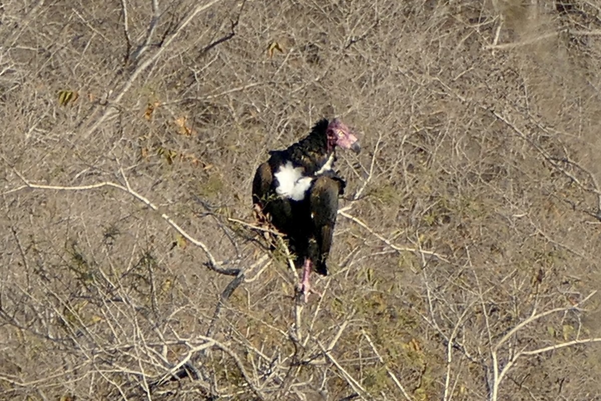 Red-headed Vulture - ML209193301