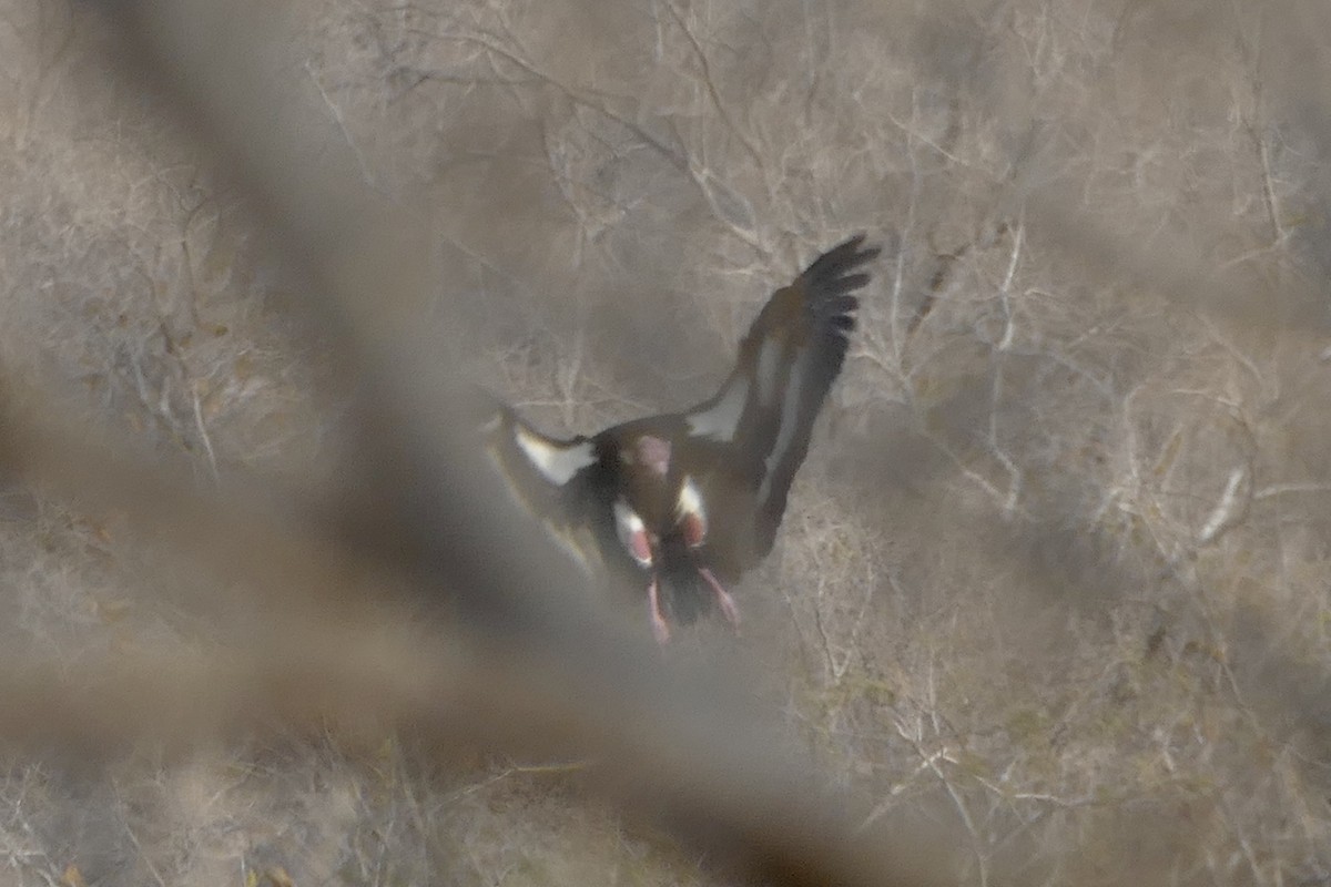 Red-headed Vulture - ML209193311