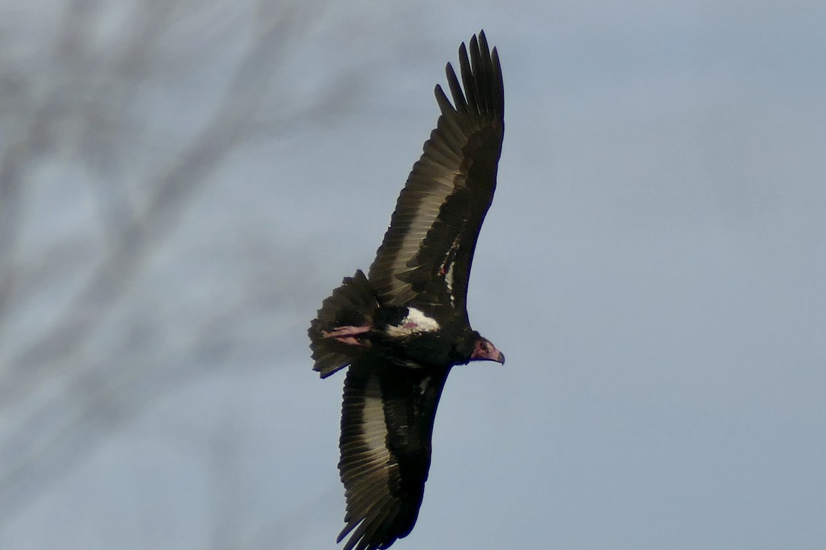 Red-headed Vulture - ML209193321