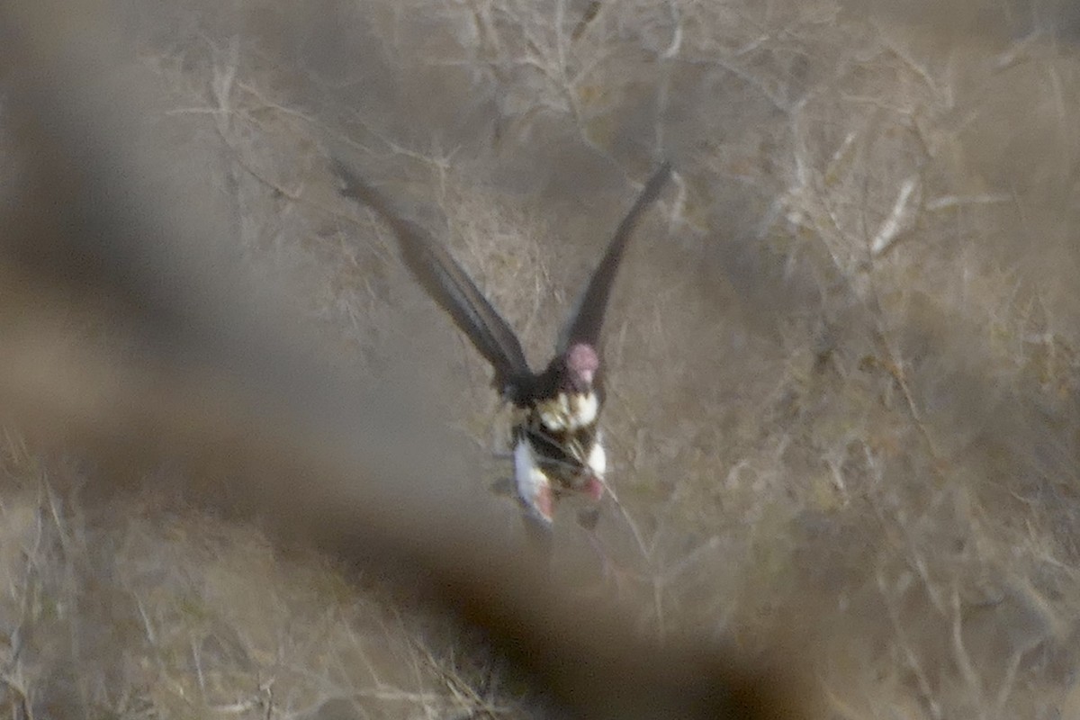 Red-headed Vulture - ML209193331